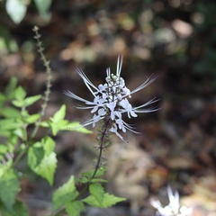 Orthosiphon aristatus