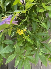 Passiflora