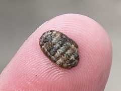 Polyplacophora