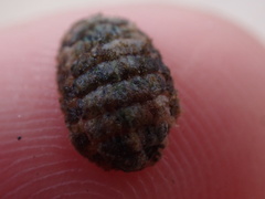Polyplacophora