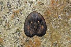 Hemonia orbiferana