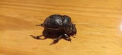 Dichotomius carolinus