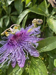 Passiflora