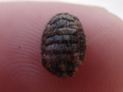 Polyplacophora