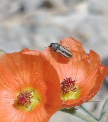 Acmaeodera quadrivittatoides