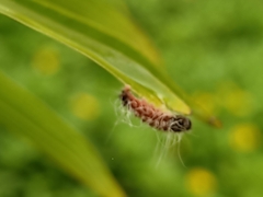 Thyrassia