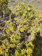 Quercus gambelii