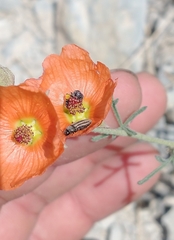 Acmaeodera quadrivittatoides