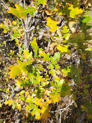 Quercus gambelii