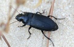 Harpalus caliginosus
