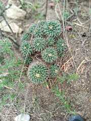 Mammillaria magnimamma