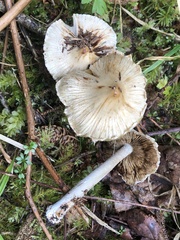 Pseudosperma sororium