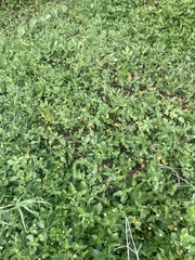 Alternanthera flavescens