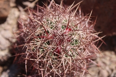 Echinomastus johnsonii