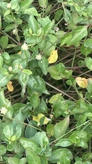 Alternanthera flavescens
