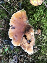 Amylocystis lapponica