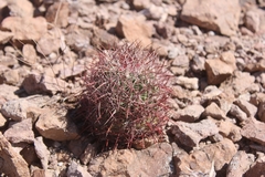 Echinomastus johnsonii