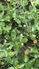 Alternanthera flavescens