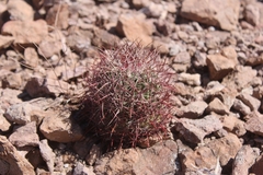 Echinomastus johnsonii