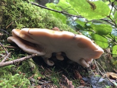 Amylocystis lapponica