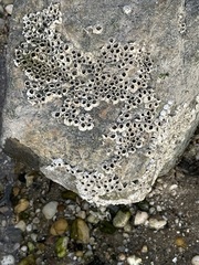 Semibalanus balanoides