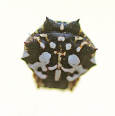 Gasteracantha sacerdotalis