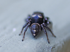 Zenodorus orbiculatus