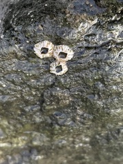 Semibalanus balanoides