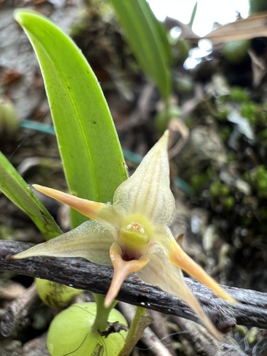 Bulbophyllum bifurcatoflorens (Fukuy.) J.J.Verm., Schuit. & de Vogel 3