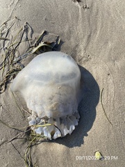 Rhizostomatoidea