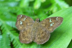 Pseudocoladenia dan
