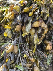 Fucus distichus