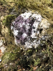 Nectriopsis violacea