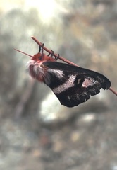 Hemileuca electra