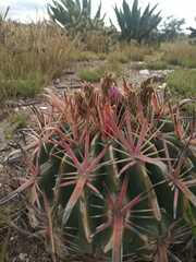 Ferocactus latispinus
