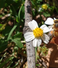 Bidens odorata