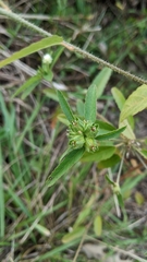 Croton glandulosus