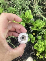Echinoidea