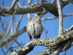 Mimus parvulus