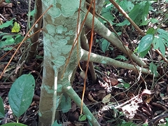 Cecropia obtusifolia