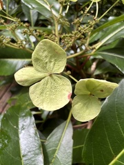 Hydrangea integrifolia