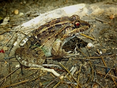 Leptodactylus macrosternum