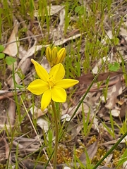 Bulbine bulbosa
