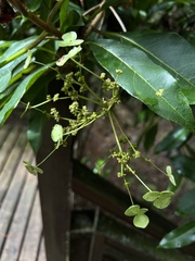 Hydrangea integrifolia