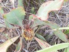 Protea acaulos