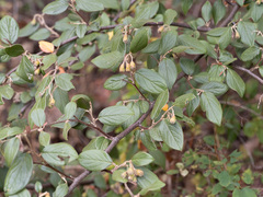 Cotoneaster franchetii