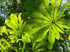 Cecropia obtusifolia
