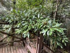 Hydrangea integrifolia