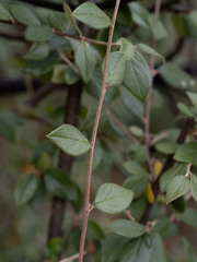 Cotoneaster franchetii