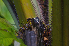 Melanerpes chrysauchen